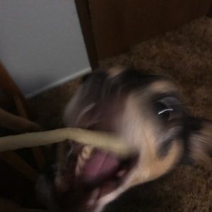 Meet your Posher, Samuel